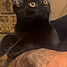 Nox is registered to the contest to win money with this photo: black_cat, cat, feline, golden_eyes, pet, animal, indoors, portrait, close_up, sitting, lounging, alert, pointed_ears, short_hair, dark_fur, couch, human_arm, tattoo, home, warm_lighting