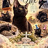 Nox joined the competition — help win amazing prizes! animal_photography, black_cats, cats, clock, clouds, collage, digital_art, flowers, garden, memorial, mourning, party_hats, paw_prints, pet_memorial, portrait, sleeping_cat, sunset, tabby_cats, text_overlay, yawning_cat
