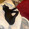 Nox joined the competition — help win amazing prizes! animal, black_cat, blanket, cat, comfort, couch, cozy, cute, domestic_cat, feline, fur, indoor, kitten, pet, red_pillow, relaxation, resting, sleeping, soft, tabby_cat