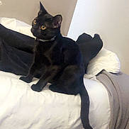 Nox is registered to the contest to win money with this photo: black_cat, cat, pet, animal, bed, blanket, pillow, indoor, feline, tail, yellow_eyes, domestic_cat, resting, curious, cozy, household, fur, whiskers, collar, bedroom