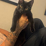 Nox joined the competition — help win amazing prizes! cat, black_cat, pet, feline, golden_eyes, sitting, held, person, tattoo, tattooed_arm, indoor, portrait, close_up, black_fur, whiskers, pointed_ears, couch, home, companionship, photography