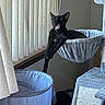 Nox joined the competition — help win amazing prizes! animal, black_cat, cat, cat_tree, cozy, curtains, domestic, feline, furniture, hammock, indoor, natural_light, paw, pet, relaxed, resting, sleepy, vertical_blinds, window, yawning