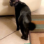 Nox joined the competition — help win amazing prizes! animal, black_cat, cat, cute, domestic_cat, ears, floor, furniture, indoor, looking_back, pet, rug, shadow, side_view, small_cat, tail, text_overlay, tile_floor, whiskers, yellow_eyes
