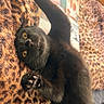 Nox is registered to the contest to win money with this photo: black_cat, cat, animal, pet, feline, yellow_eyes, paw, stretching, leopard_print, blanket, cozy, indoor, fur, whiskers, cute, playful, lying_down, close_up, domestic_animal, relaxed