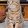Nala is registered to the contest to win money with this photo: animal, brown, cat, couch, curious, decor, face_partial, feline, furniture, hands, indoor, living_room, pet, pinecone, sitting, striped, tabby_cat, television, whiskers, wooden_table