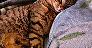 Nala joined the competition — help win amazing prizes! cat, tabby_cat, sleeping, blanket, indoor, pet, feline, cozy, resting, comfort, soft, fur, cute, animal, home, napping, closeup, relaxation, peaceful, companion