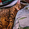 cat, tabby_cat, sleeping, blanket, indoor, pet, feline, cozy, resting, comfort, soft, fur, cute, animal, home, napping, closeup, relaxation, peaceful, companion