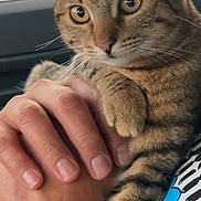Nala joined the competition — help win amazing prizes! alert, animal, car_interior, cat, claws, close_up, clothing, comfort, cute, domestic_animal, fur, hand, holding, mammal, person, pet, tabby_cat, whiskers, window, young_cat