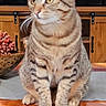 cat, tabby_cat, striped, pet, animal, sitting, wooden_table, living_room, television, furniture, curious, indoor, domestic_cat, ears, whiskers, face, eyes, paws, fur, household
