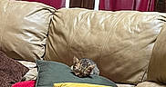 Nala is registered to the contest to win money with this photo: beige, brown_pillow, cat, colorful_pillows, couch, cozy, furniture, green_pillow, home, indoor, kitten, leather, pet, pillow, red_curtains, resting, sleeping, soft_light, window, yellow_pillow