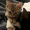 Nala is registered to the contest to win money with this photo: animal, bedroom, black_cat, blanket, cat, companion, cozy, curious, cute, domestic, feline, fur, indoor, kitten, pet, resting, shadow, soft, tabby, young