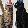 cat, tabby_cat, black_cat, party_hat, indoor, wooden_table, pet, animal, feline, celebration, pink_hat, blue_hat, sitting, curious, cute, domestic_cat, two_cats, ears, whiskers, fur