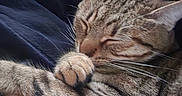 Nala joined the competition — help win amazing prizes! animal, cat, close_up, comfort, cozy, cute, domestic_cat, ears, face, feline, fur, indoor, paw, pet, relaxation, resting, sleeping, soft_texture, tabby_cat, whiskers