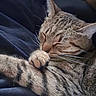 cat, tabby_cat, sleeping, paw, whiskers, fur, close_up, cozy, resting, animal, pet, cute, domestic_cat, feline, relaxation, soft_texture, indoor, comfort, face, ears