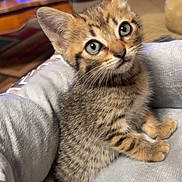 Nala is registered to the contest to win money with this photo: animal, blanket, cat, cozy, curious, cute, domestic, eyes, feline, fur, gray, indoor, kitten, paws, pet, sitting, small, tabby, whiskers, young