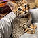 Nala