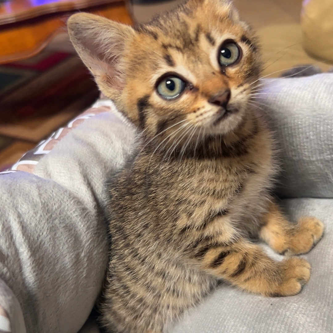 Nala