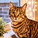Nala