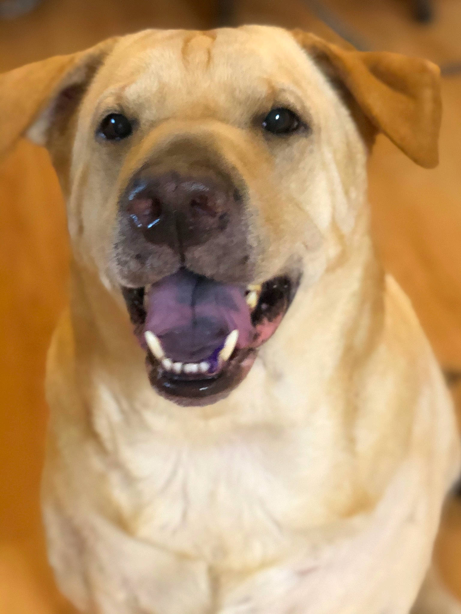 Xander is registered to the contest to win money with this photo: canidae, carnivore, collar, companion_dog, dog, dog_breed, dog_collar, fang, fawn, fur, jaw, labrador_retriever, pet_supply, shar_pei, snout, sporting_group, terrestrial_animal, whiskers, working_animal, working_dog