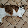 Plume a rejoint le concours — aidez-le/la à gagner de superbes lots ! cat, feline, fluffy, long_hair, white_fur, brown_fur, tabby, lying_down, relaxed, green_eyes, pink_nose, whiskers, ears, tail, paws, indoor, tile_floor, pet, animal_portrait, photography