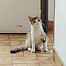 Plume participe au concours pour gagner de l'argent avec cette photo : cat, kitten, pet, animal, sitting, white_fur, brown_fur, tabby, fluffy_tail, green_eyes, indoors, hallway, tile_floor, doorway, wall, home, portrait, curious, cute, centered_subject