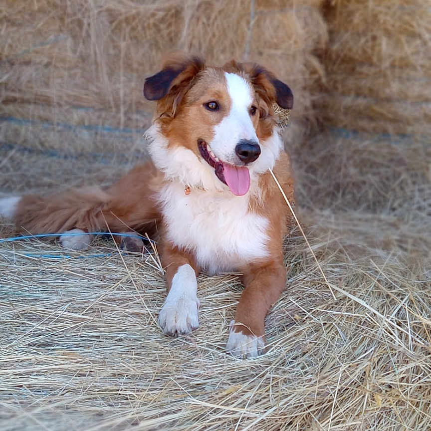 Cash is registered to the contest to win money with this photo: accessories, animal, bodypart, canine, collie, countryside, dog, field, goldenretriever, grass, grassland, hound, mouth, nature, outdoors, pet, plant, puppy, strap, straw
