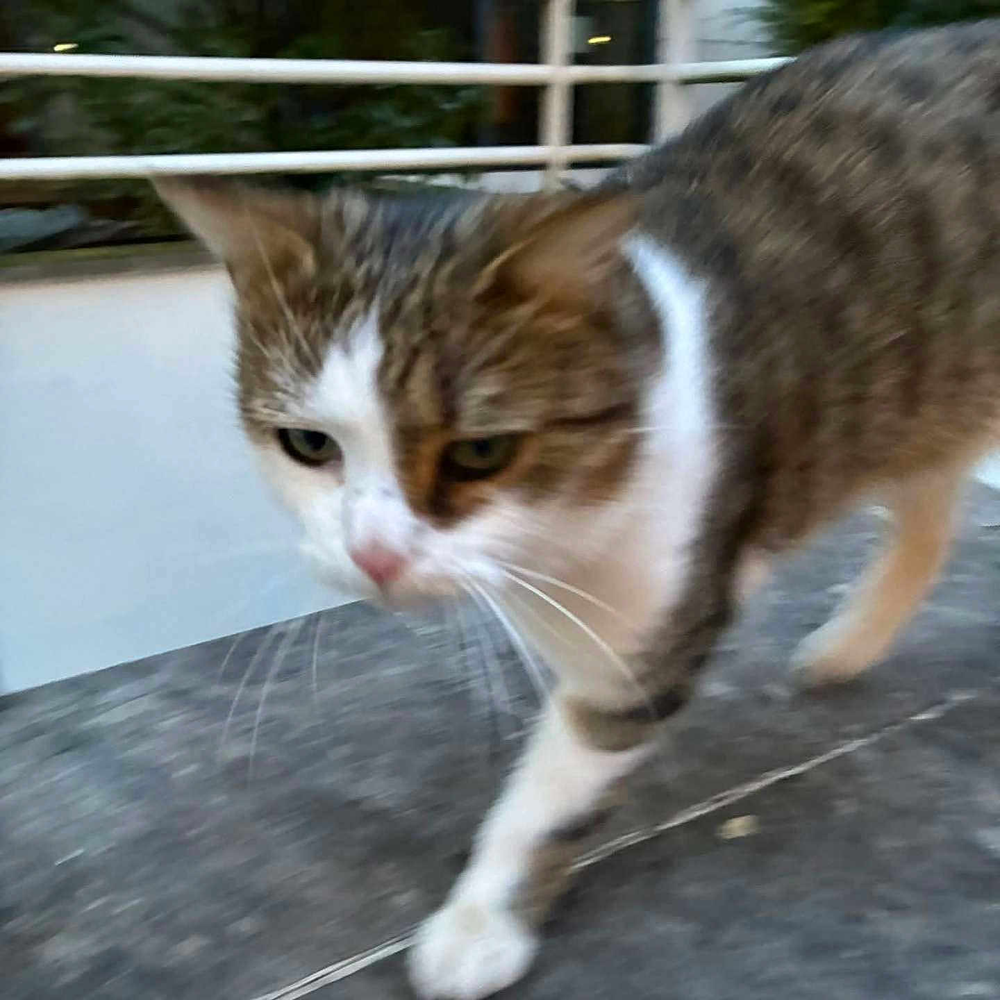 Mia