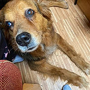 Prune a rejoint le concours — aidez-le/la à gagner de superbes lots ! dog, brown_dog, pet, floor, wooden_floor, paw, animal, indoor, close_up, looking_up, fur, snout, nose, ear, home, person, sock, foot, furniture, relaxed