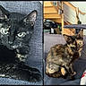 animal, cat, cat_tree, couch, cozy, curious, cute, domestic_cat, ears, eyes, fur, furniture, home, indoor, lying_down, pet, relaxed, sitting, tortoiseshell_cat, whiskers