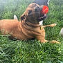 Ozz is registered to the contest to win money with this photo: dog, tennis_ball, grass, outdoor, pet, playful, animal, brown_dog, canine, collar, toy, nature, laying, greenery, daytime, fun, muzzle, mouth, paw, fur