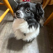 Ozz is registered to the contest to win money with this photo: dog, black_and_white, fluffy, pet, indoor, wooden_floor, chair_legs, floor_shadow, looking_up, animal, domestic_animal, cute, fur, ears, nose, whiskers, collar, small_dog, companion, alert