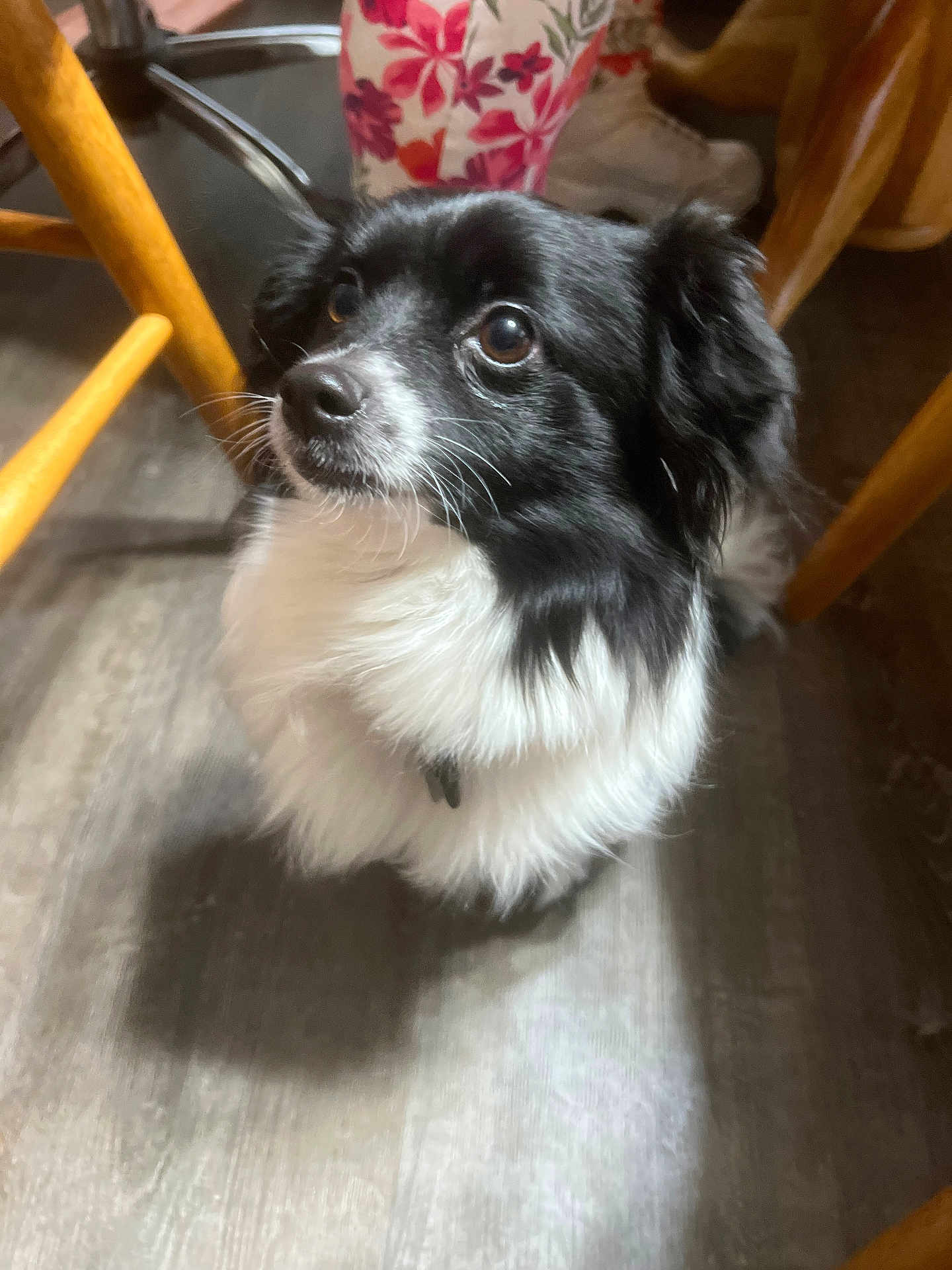 Ozz is registered to the contest to win money with this photo: dog, black_and_white, fluffy, pet, indoor, wooden_floor, chair_legs, floor_shadow, looking_up, animal, domestic_animal, cute, fur, ears, nose, whiskers, collar, small_dog, companion, alert