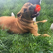 Nala is registered to the contest to win money with this photo: dog, tennis_ball, grass, outdoor, pet, playful, animal, brown_dog, canine, collar, toy, nature, laying, greenery, daytime, fun, muzzle, mouth, paw, fur