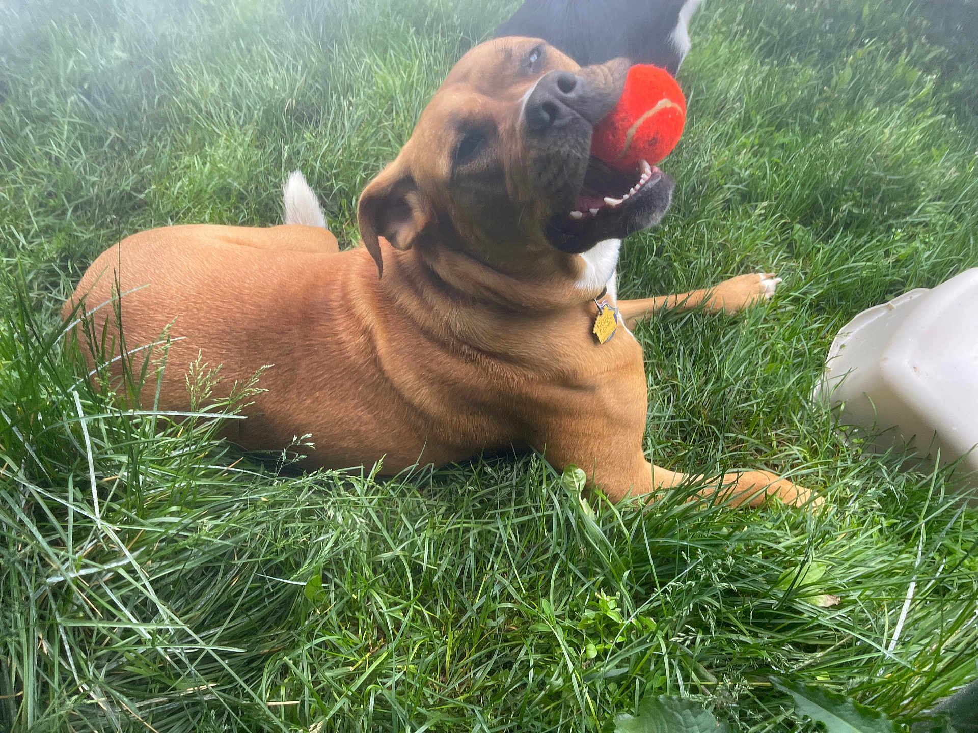 Nala