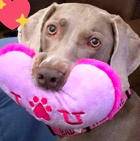 Abby is registered to the contest to win money with this photo: canidae, carnivore, collar, companion_dog, dog, dog_breed, dog_collar, dog_supply, ear, fawn, fur, hat, liver, pet_supply, pink, selfie, snout, sporting_group, whiskers, working_animal