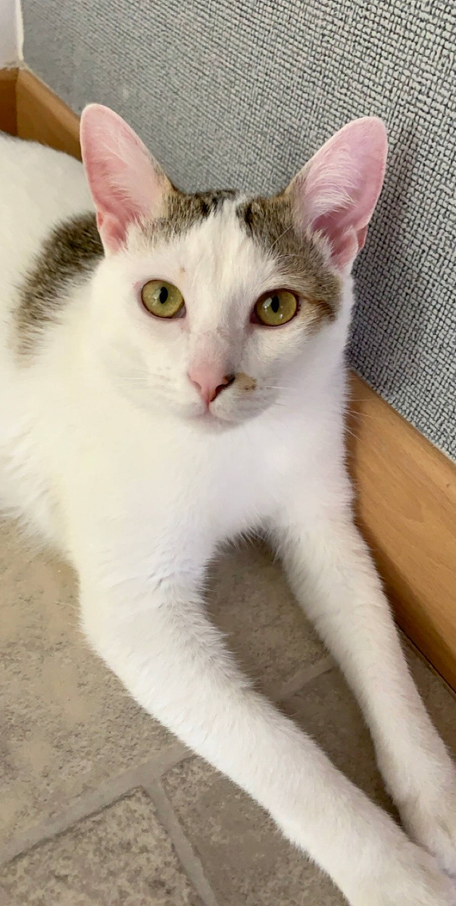 Olaf a rejoint le concours — aidez-le/la à gagner de superbes lots ! aegean_cat, american_wirehair, arabian_mau, asian, burmilla, carnivore, cat, domestic_short_haired_cat, european_shorthair, eye, felidae, javanese, mammal, small_to_medium_sized_cats, tail, turkish_van, vertebrate, whiskers