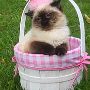Princess Poofy is registered to the contest to win money with this photo: cat, kitten, crown, pink_crown, basket, white_basket, gingham, pink_gingham, grass, outdoor, pet, fluffy_cat, animal, cute, adorable, sitting, feline, small, domestic_cat, nature