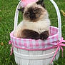 cat, kitten, crown, pink_crown, basket, white_basket, gingham, pink_gingham, grass, outdoor, pet, fluffy_cat, animal, cute, adorable, sitting, feline, small, domestic_cat, nature