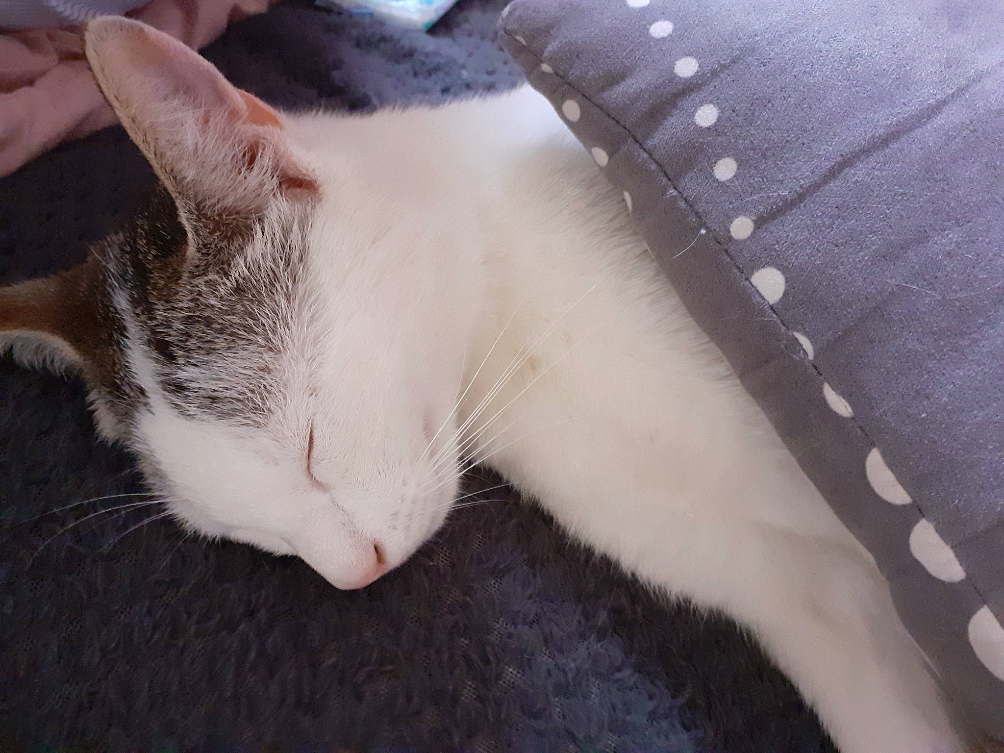 Paprika participe au concours pour gagner de l'argent avec cette photo : aegean_cat, american_wirehair, carnivore, cat, domestic_short_haired_cat, eye, felidae, fur, kitten, mammal, nap, paw, polydactyl_cat, sleep, small_to_medium_sized_cats, snout, tail, whiskers