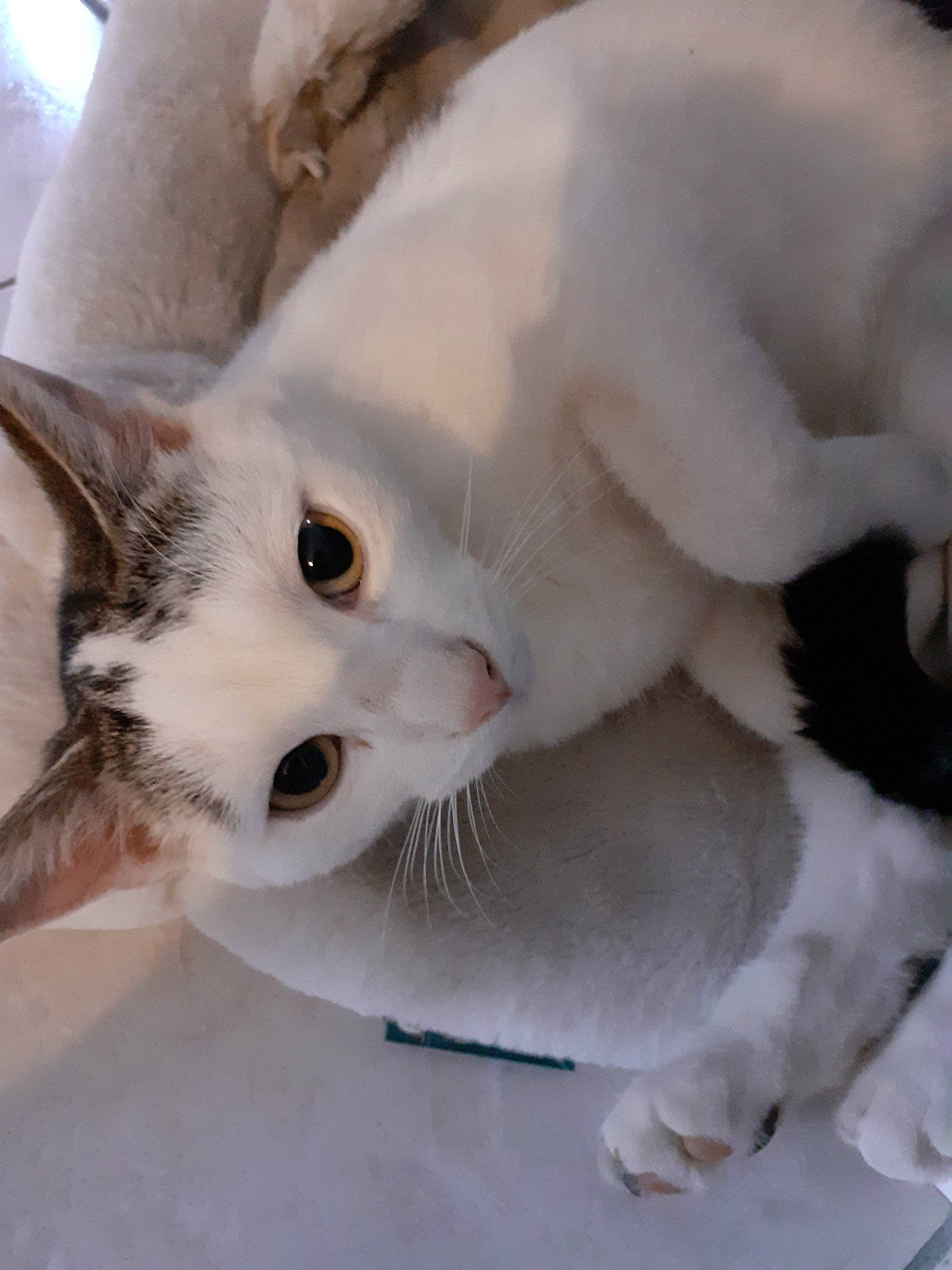 Paprika a rejoint le concours — aidez-le/la à gagner de superbes lots ! aegean_cat, american_wirehair, asian, burmilla, carnivore, cat, domestic_short_haired_cat, european_shorthair, felidae, fur, kitten, mammal, nose, paw, polydactyl_cat, small_to_medium_sized_cats, snout, tail, turkish_van, whiskers