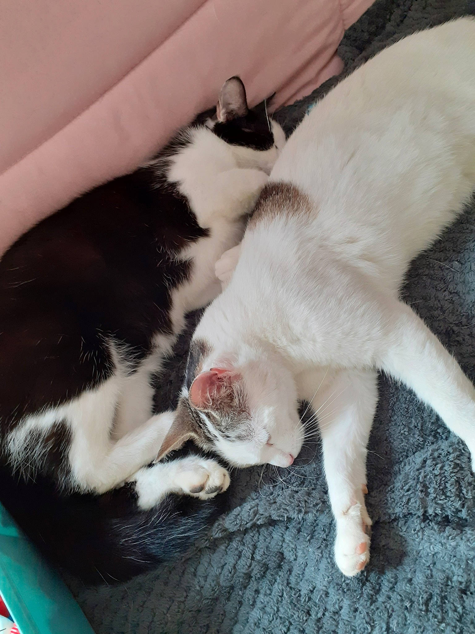 Paprika a rejoint le concours — aidez-le/la à gagner de superbes lots ! canidae, carnivore, cat, dog_breed, fawn, felidae, kitten, mammal, paw, polydactyl_cat, small_to_medium_sized_cats, tail, whiskers