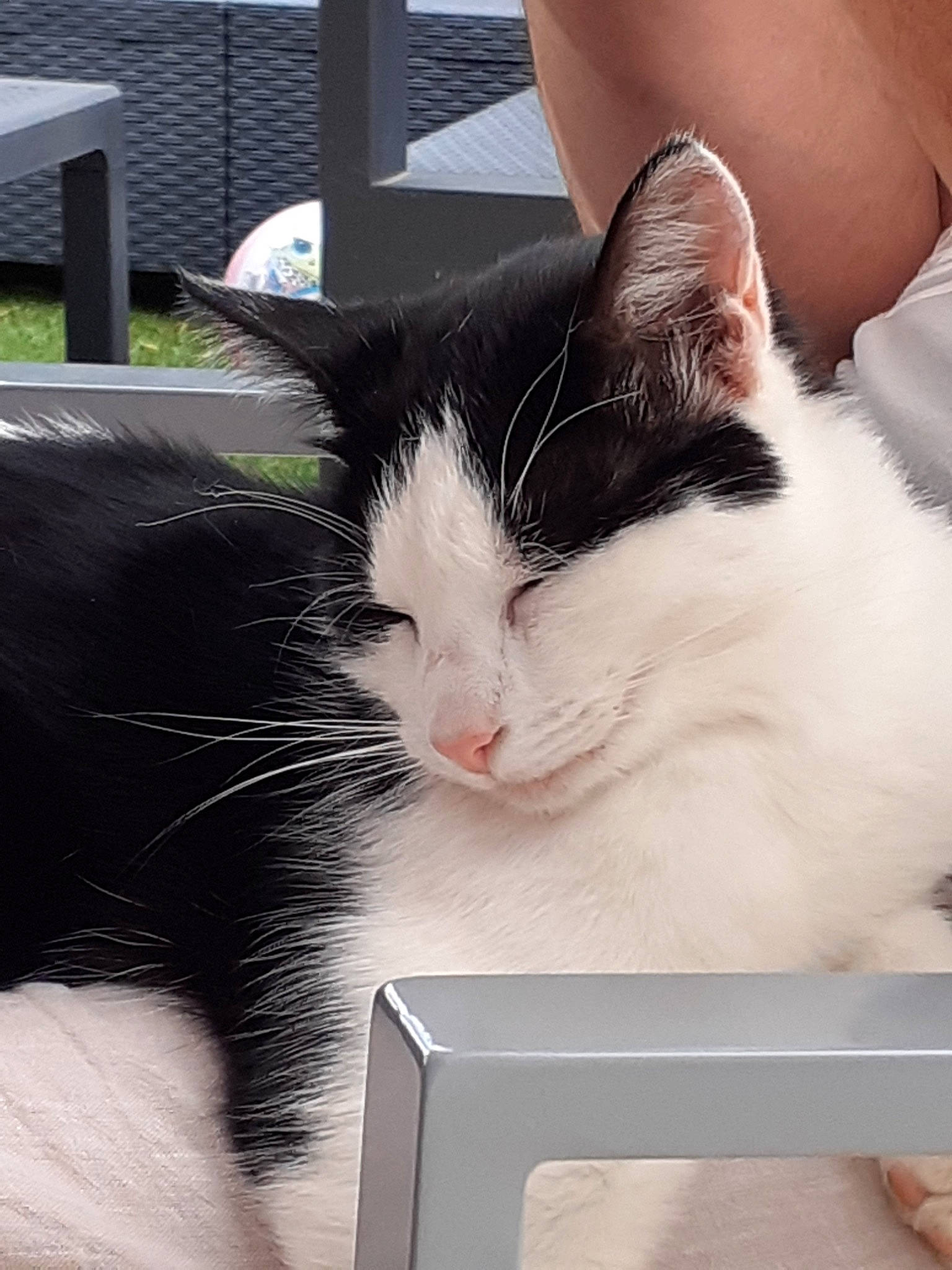 Pepper participe au concours pour gagner de l'argent avec cette photo : aegean_cat, black_and_white, carnivore, cat, domestic_long_haired_cat, domestic_short_haired_cat, felidae, fur, japanese_bobtail, kitten, polydactyl_cat, small_to_medium_sized_cats, snout, turkish_angora, turkish_van, whiskers