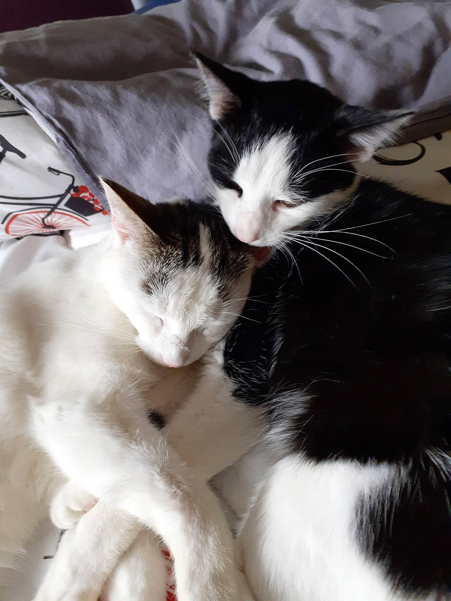 Pepper participe au concours pour gagner de l'argent avec cette photo : aegean_cat, black_and_white, carnivore, cat, ear, felidae, fur, kitten, polydactyl_cat, small_to_medium_sized_cats, snout, tail, whiskers