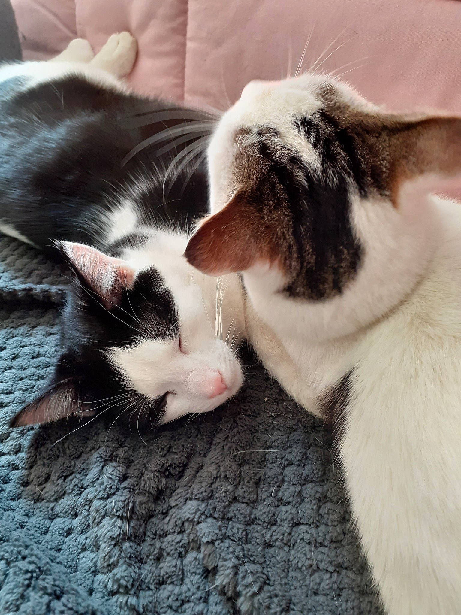 Pepper a rejoint le concours — aidez-le/la à gagner de superbes lots ! aegean_cat, black_and_white, carnivore, cat, ear, european_shorthair, eye, felidae, fur, kitten, mammal, nap, nose, paw, polydactyl_cat, skin, sleep, small_to_medium_sized_cats, snout, whiskers