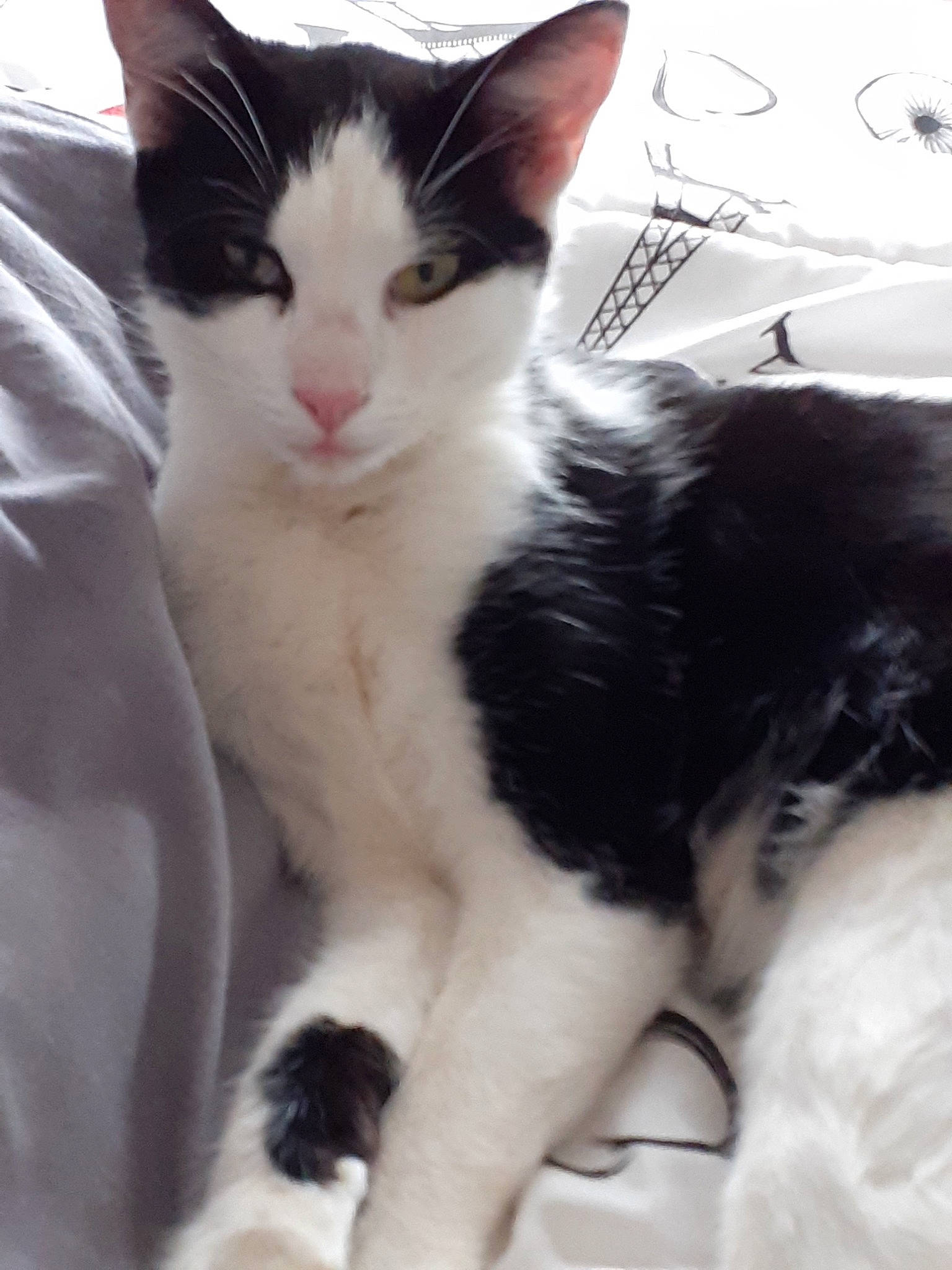 Pepper a rejoint le concours — aidez-le/la à gagner de superbes lots ! aegean_cat, american_wirehair, black_and_white, carnivore, cat, domestic_short_haired_cat, ear, felidae, fur, japanese_bobtail, kitten, mammal, norwegian_forest_cat, polydactyl_cat, small_to_medium_sized_cats, turkish_angora, turkish_van, vertebrate, whiskers