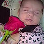 baby, sleeping, rose, flower, hand, leopard_print, blanket, car_seat, infant, peaceful, face, person, clothing, closeup, cute, soft, resting, newborn, child, portrait