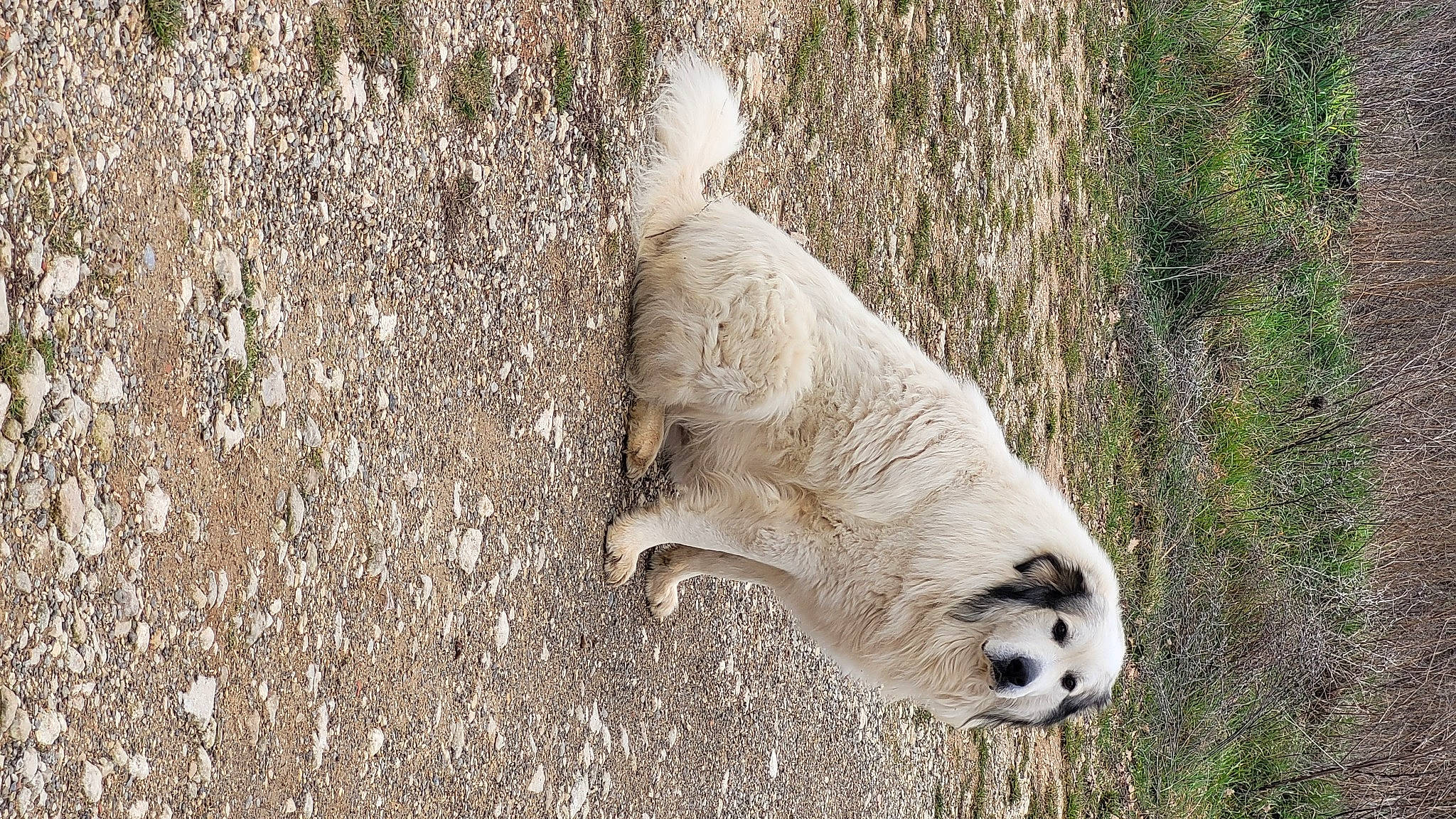 Patoche participe au concours pour gagner de l'argent avec cette photo : carnivore, claw, fur, grass, mammal, paw, rock, snout, soil, tail, terrestrial_animal, trunk, whiskers, wildlife, wood