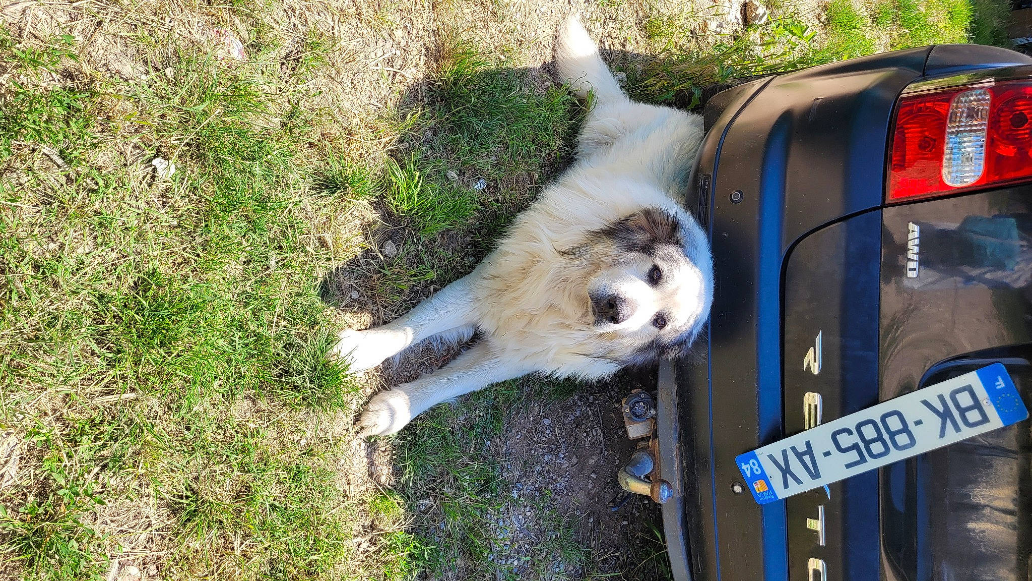 Patoche a rejoint le concours — aidez-le/la à gagner de superbes lots ! automotive_exterior, automotive_tire, automotive_wheel_system, car, carnivore, companion_dog, dog, dog_breed, fender, fur, grass, motor_vehicle, snout, sporting_group, terrestrial_animal, tire, vehicle, vehicle_door, vehicle_registration_plate, wheel