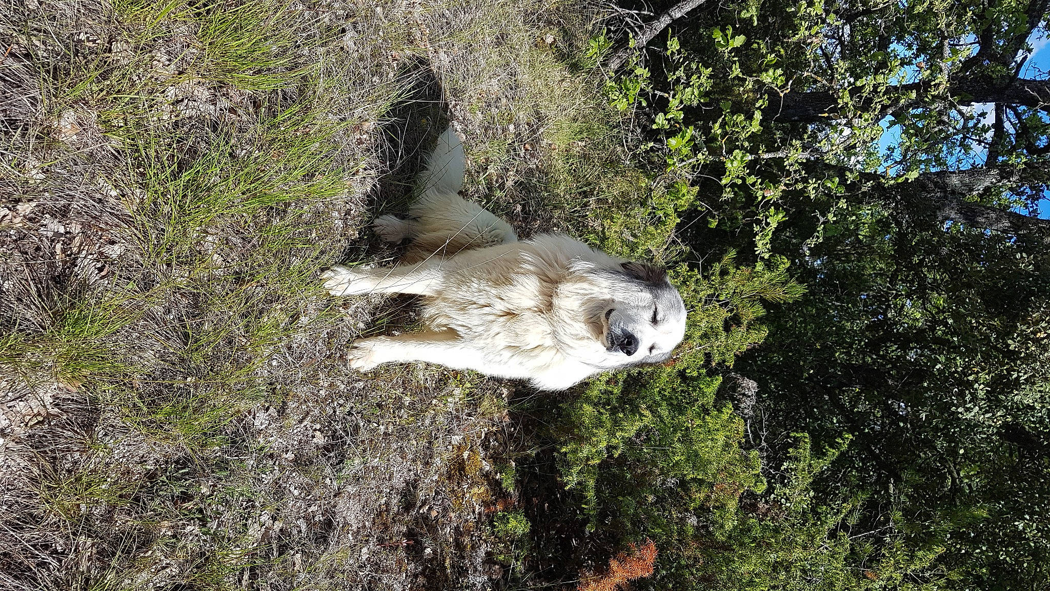 Patoche a rejoint le concours — aidez-le/la à gagner de superbes lots ! beak, bird_of_prey, canidae, carnivore, dog_breed, fawn, felidae, forest, grass, plant, rock, safari, soil, sporting_group, tail, terrestrial_animal, tree, trunk, wildlife, wood