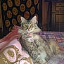 cat, tabby_cat, pet, indoor, bed, blanket, pink, gray, feline, collar, tag, smiley_face, wall_hanging, yellow_eyes, fur, cute, relaxed, cozy, home, resting